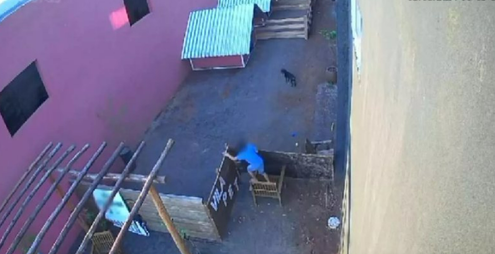 Criana de 9 anos mata 23 animais em hospital veterinrio de Nova Ftima, no Paran