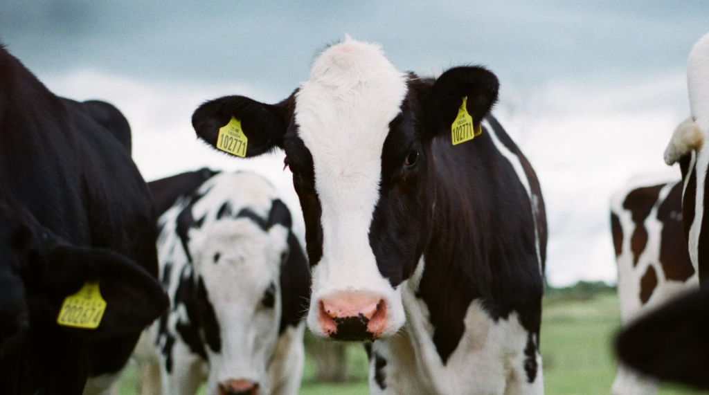 Governo de Marrocos isenta impostos para importa��o de carne bovina e caprina do Brasil