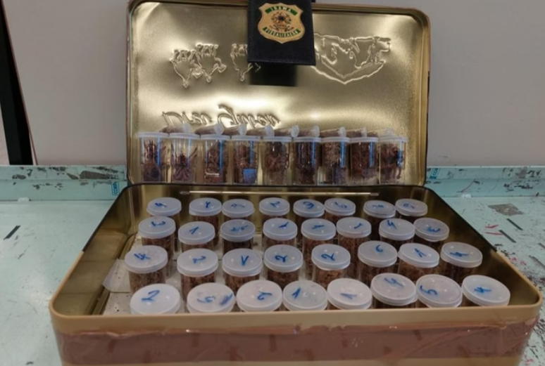 Ibama apreende 50 aranhas caranguejeiras escondidas em bagagem vinda da B�lgica