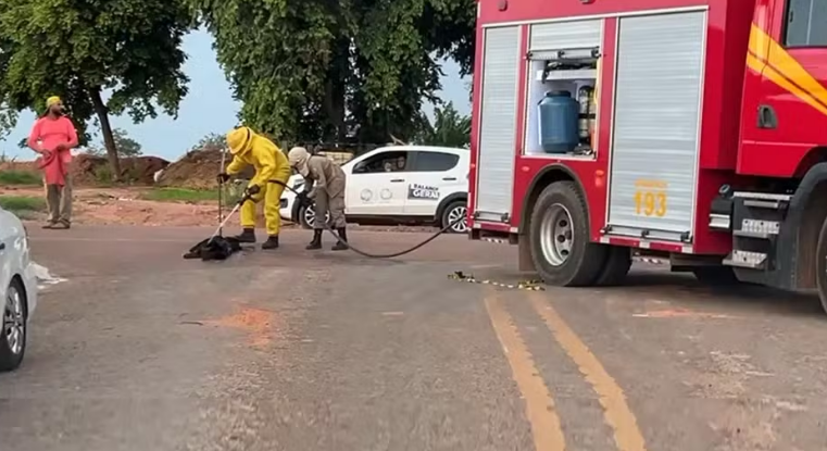 Beb�, crian�as e cachorro s�o atacados por abelhas durante limpeza de �rea em Sorriso (MT)