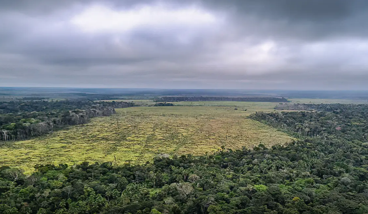 Degrada��o de florestas na Amaz�nia bate recorde mensal em setembro