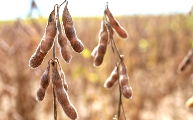 Campo: Moderniza��o do seguro rural deve trazer mais seguran�a ao produtor