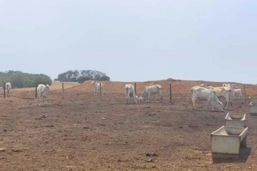 Promotoria de Sapezal aju�za a��o contra fazendeiro por maus-tratos a mais de 2 mil cabe�as de gado