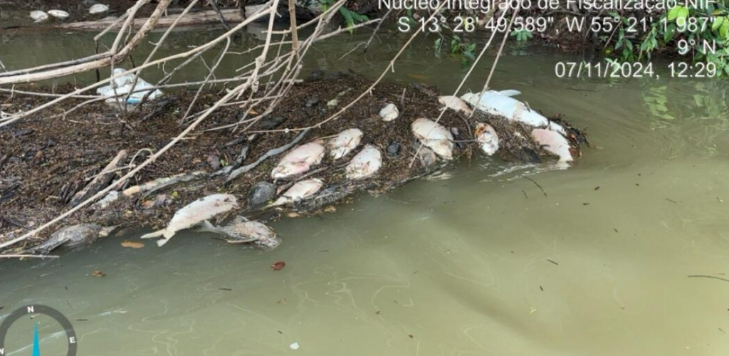 Equipe de fiscaliza��o investiga mortes de peixes no rio Teles Pires em MT