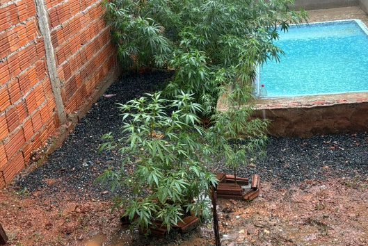 Homem est preso em flagrante por trfico e cultivo de maconha em Cuiab