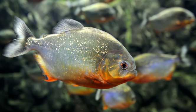 Pesquisa revela alta contamina��o por micropl�sticos em peixes da Amaz�nia