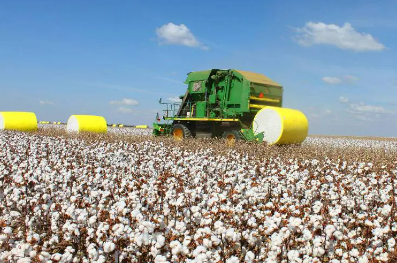 Mato Grosso bate recorde na produ��o de algod�o na safra 23/24