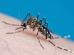 Alerta de Sa�de: Dengue e Chikungunya Avan�am em Mato Grosso
