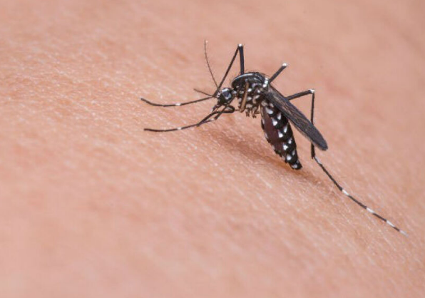 Mato Grosso registra 47 mortes por dengue e chikungunya em 2024