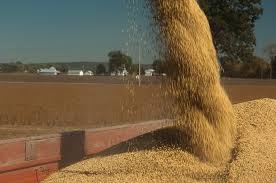 Pre�os da Soja Recuam com Fim da Colheita nos EUA e Avan�o das Lavouras na Am�rica do Sul