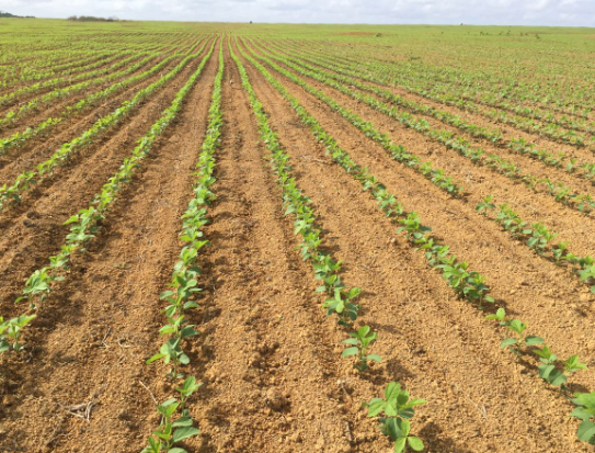 Mato Grosso Conclui 100% do Plantio de Soja para Safra 2024/25, Indica Imea