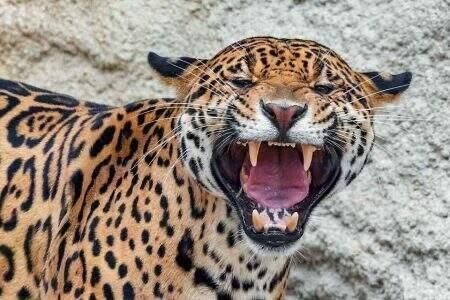 Homem � encontrado morto ap�s suposto ataque de on�a em fazenda de Mato Grosso