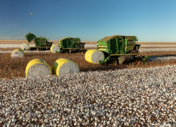 Algod�o em Pluma Dispara e Atinge Maior Valor desde Agosto de 2024