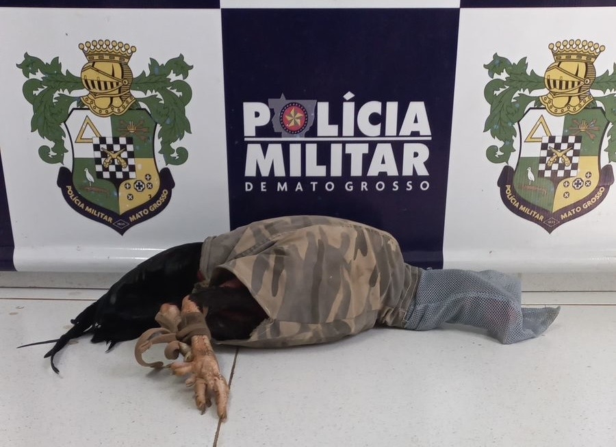 Homem � preso com  galo de briga em Jaciara 