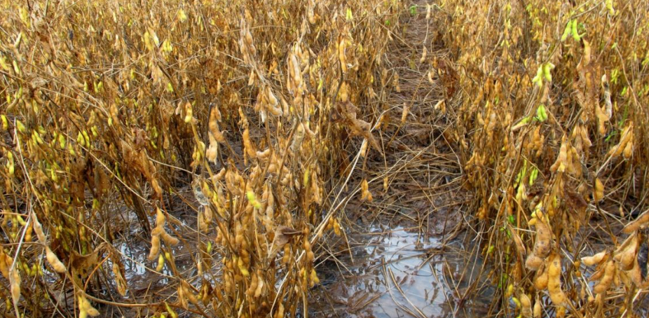 Chuvas e atrasos marcam in�cio da safra de soja no leste de Mato Grosso