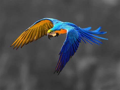 Arara s�mbolo do Pantanal morre de intoxica��o em MT