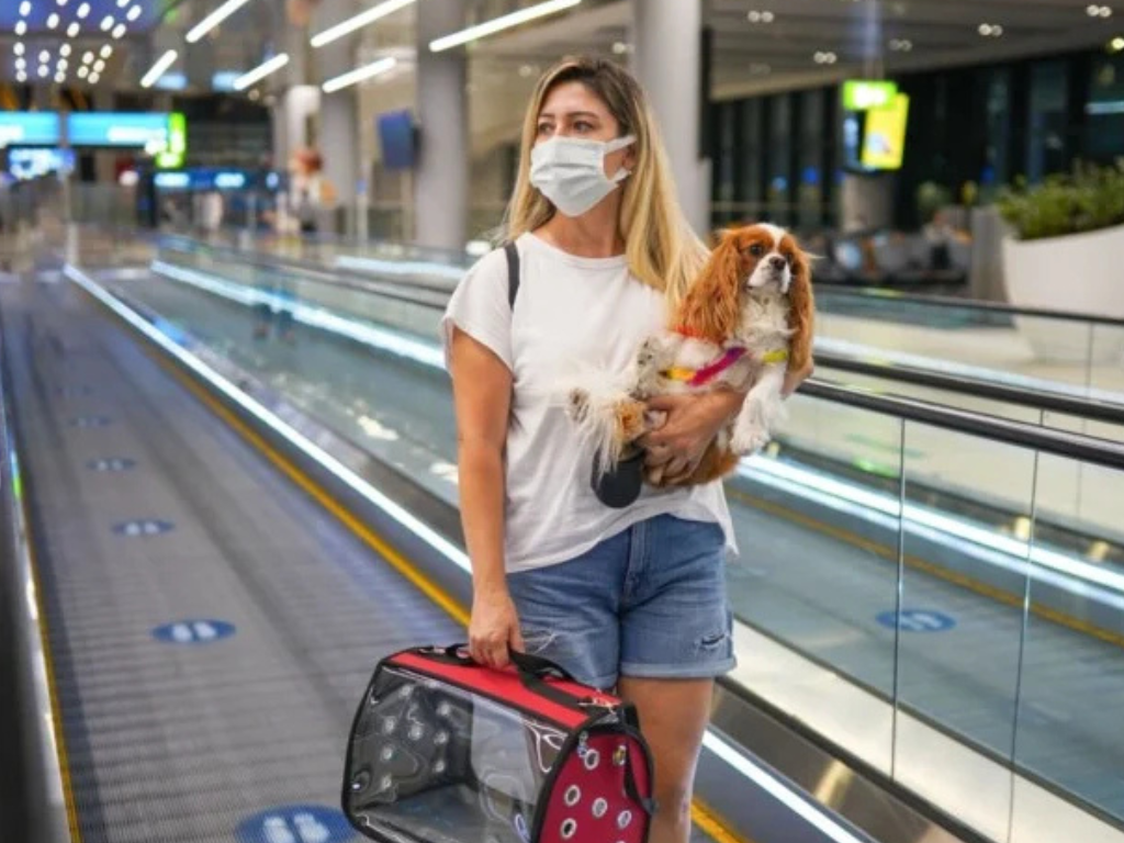 Entidades do setor a�reo lan�am guia de transporte seguro para os pets; conhe�a