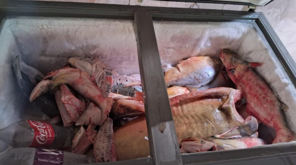 Sema apreende 81 kg de pescado durante opera��o contra pesca predat�ria em Rondon�polis