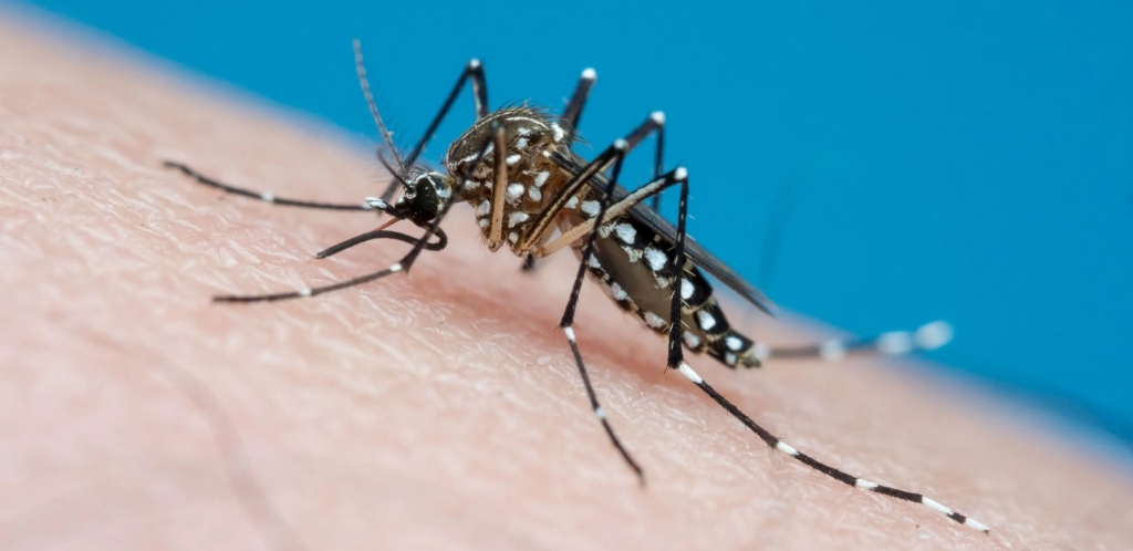 Brasil Ultrapassa a Marca de 4 Milh�es de Casos de Dengue em 2024