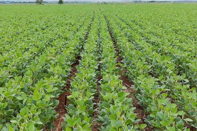 Prazo para plantio de soja em Mato Grosso termina em 7 de janeiro, alerta Indea