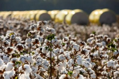 Mato Grosso amplia exporta��es e alcan�a cinco novos mercados internacionais em 2024