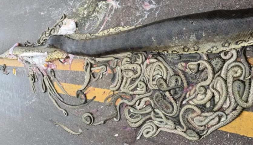  Sucuri � atropelada e filhotes s�o expelidos em rodovia de Porto dos Ga�chos