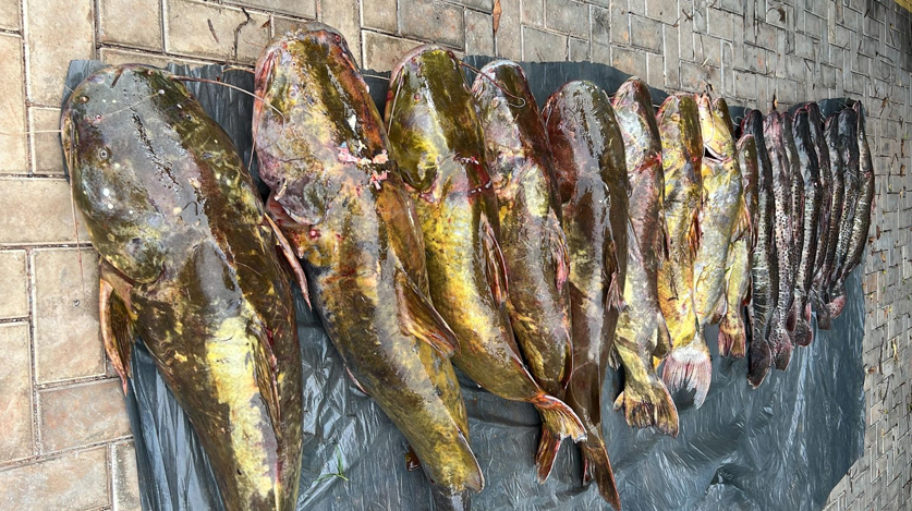 PM prende irm�os com mais de 200 kg de pescado irregular em V�rzea Grande