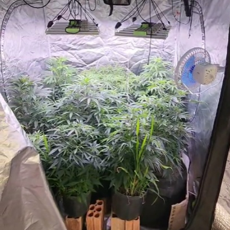 PM fecha estufa de produ��o ilegal de cannabis em Primavera do Leste