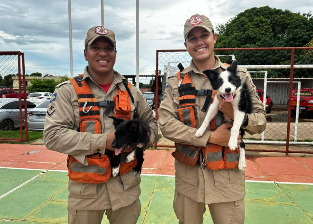 Corpo de Bombeiros de Mato Grosso fortalece equipe com dois novos c�es para opera��es de resgate