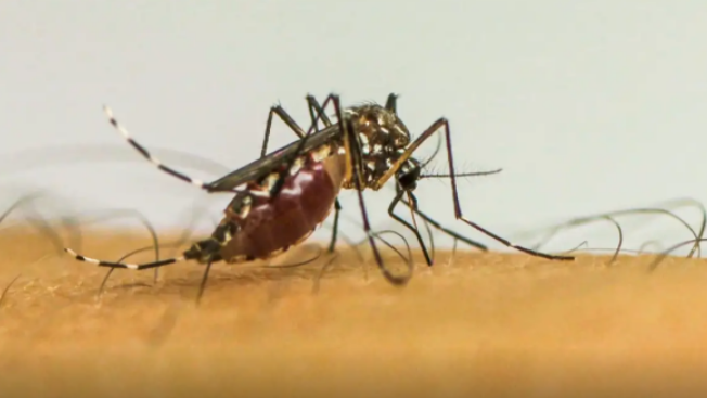 SES alerta popula��o sobre a import�ncia da preven��o e combate ao mosquito Aedes aegypti durante o per�odo de chuvas em Mato Grosso