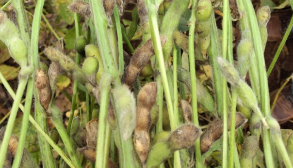 Produtores de soja no m�dio norte de Mato Grosso enfrentam preocupa��es com a podrid�o de gr�os