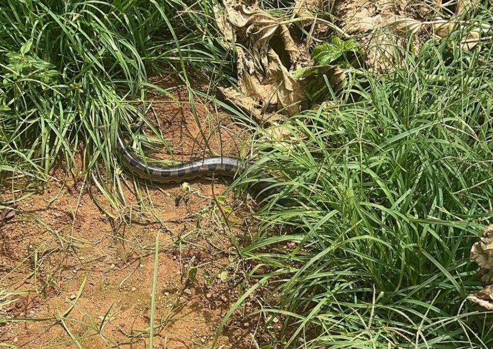 Bombeiros resgatam sucuri encontrada em oficina de Campo Verde