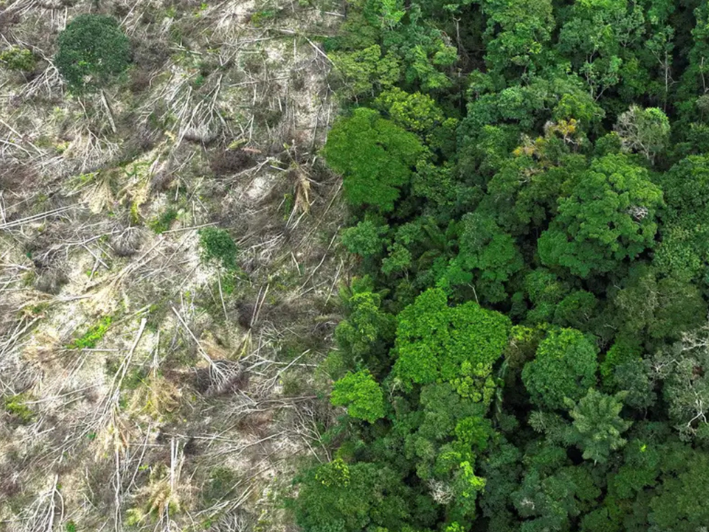 Dino d� prazo de 60 dias para Amaz�nia e Pantanal aderirem ao Sinaflor