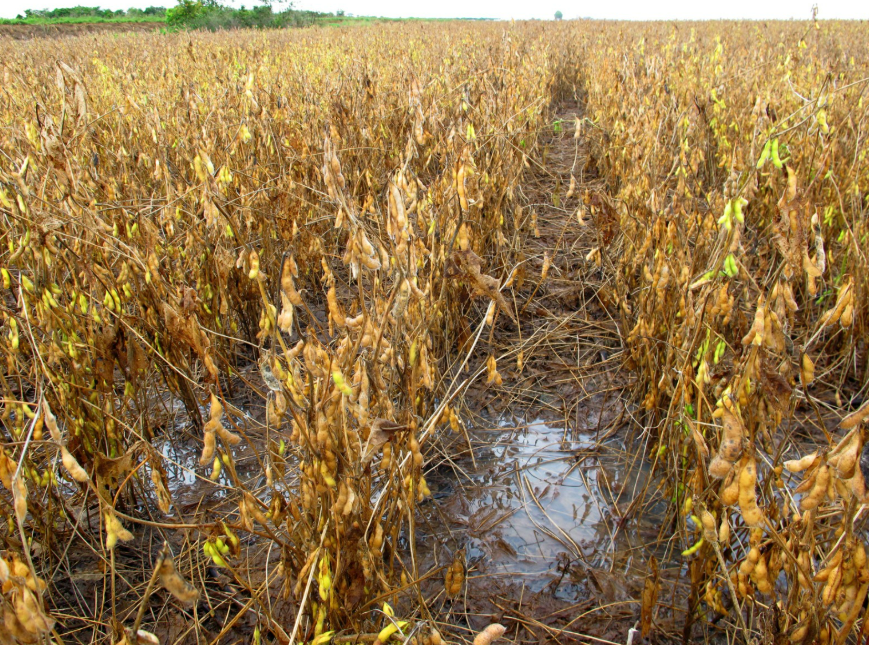 Chuvas intensas em Mato Grosso prejudicam colheita de soja e milho e preocupam produtores