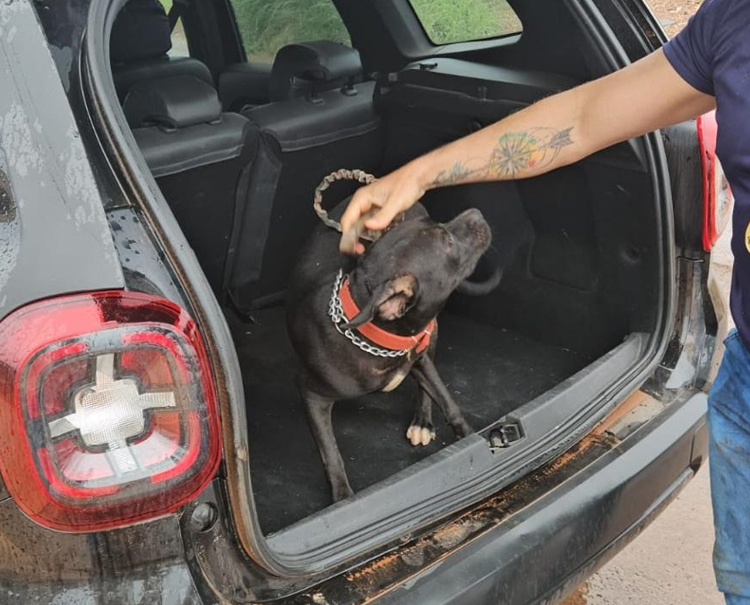 Homem � preso em flagrante por maus-tratos a cachorro em V�rzea Grande