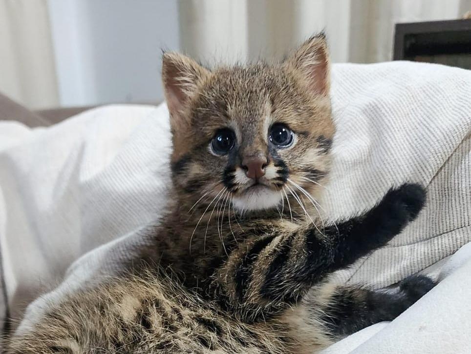 Filhote de gato palheiro � resgatado em lavoura e passa por avalia��o m�dica em V�rzea Grande
