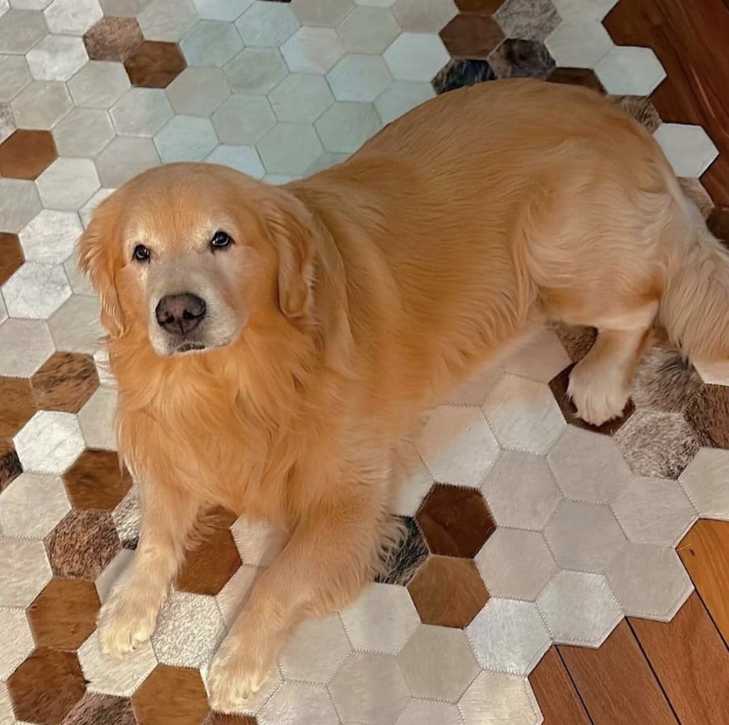 Defensoria pede R$ 10 milh�es por morte do c�o Joca que deveria ser levado para Sinop