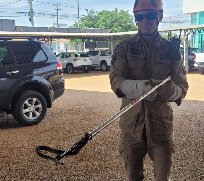 Bombeiros resgatam serpente peonhenta de motocicleta em Primavera do Leste