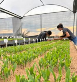 Funda��o Rio Verde auxilia produtores na an�lise de sementes de milho e algod�o