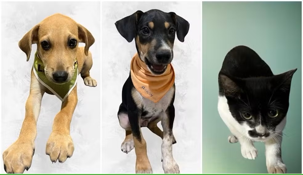 Feira de adoo de animais  realizada nesse sbado (8) no Parque Tia Nair em Cuiab