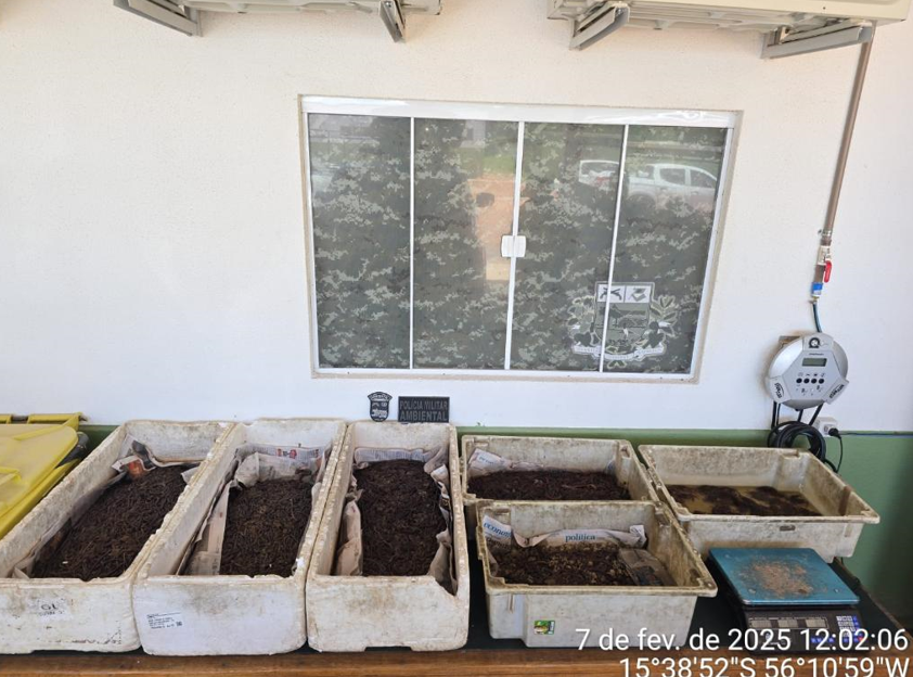 Batalh�o Ambiental fecha com�rcio irregular e apreende caranguejos e minhocas em Cuiab�