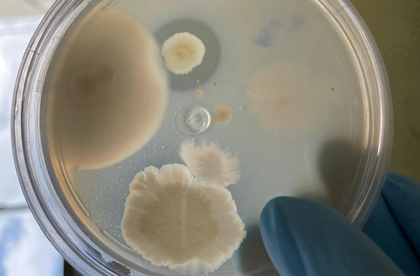 Bact�rias da Amaz�nia podem ser usadas para desenvolver novos antibi�ticos