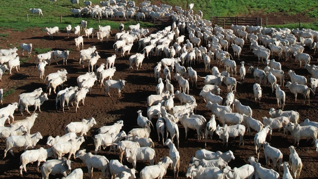 INTEGRA��O PECU�RIA-LAVOURA: Agricultura � a nova aliada dos criadores em Mato Grosso