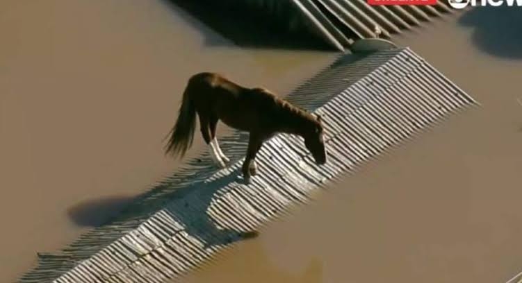 RESGATES EM PORTO ALEGRE S�O SUSPENSOS AP�S CHUVA RECOME�AR