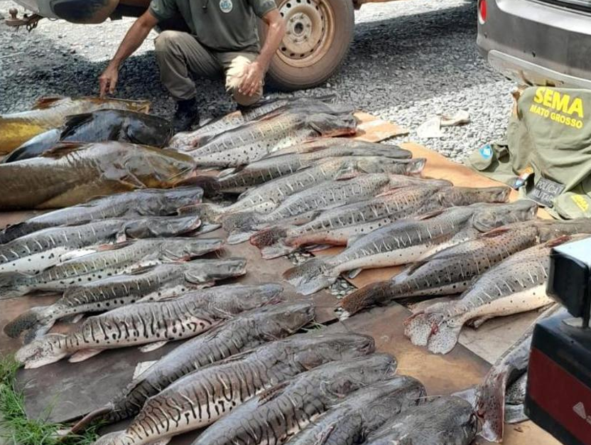 Sema doa mais de 1,2 tonelada de pescado apreendido para institui��es beneficentes em MT