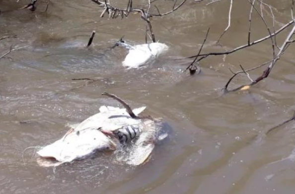 Hidrel�trica � condenada a pagar R$ 150 mi por danos ambientais em rio de MT