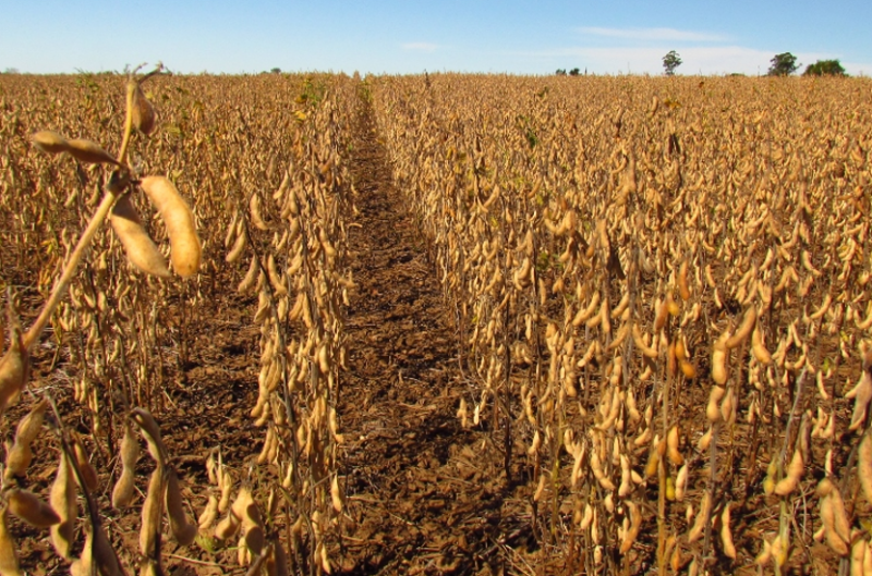 Solu��es agroecol�gicas ganham for�a contra impactos da crise clim�tica