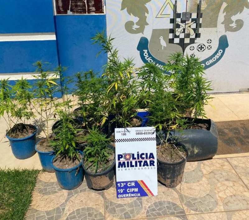 PM apreende 20 mudas de maconha e prende homem por tr�fico em Quer�ncia