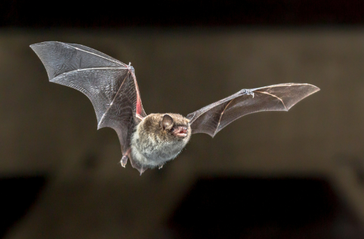 Cientistas chineses descobrem novo tipo de coronav�rus em morcego