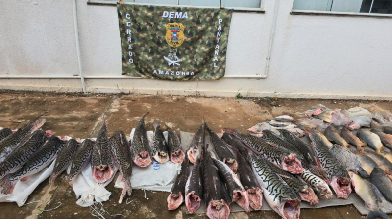Pol�cia Civil apreende meia tonelada de pescado irregular no Mercado do Porto
